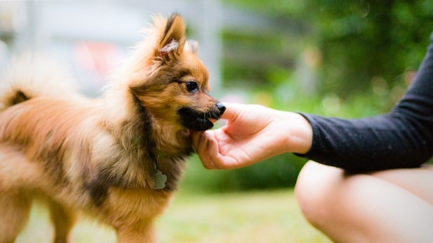 WEB3-DOG-PUPPY-CUTE-LITTLE-HAND-WOMAN-PET-LOVE-GRASS-Flickr-CC