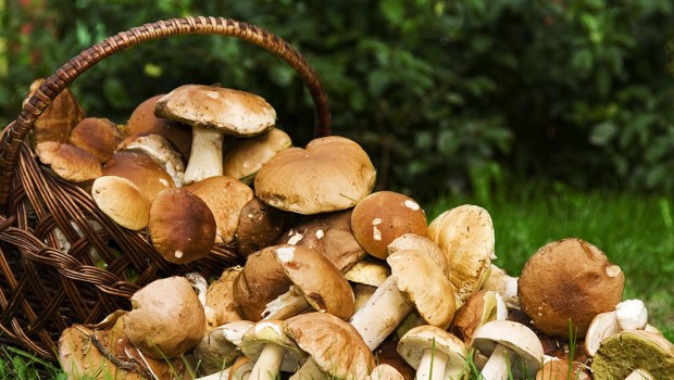 MUSHROOMS