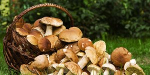 El turismo de las setas, saludable, divertido, didáctico ¡y delicioso!