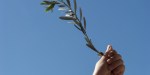 OLIVE BRANCH
