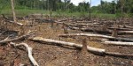 DEFORESTATION
