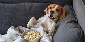 Mascotas y animales de compañía en nuestra vida: ¿es amor o egoísmo?