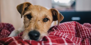 Cómo los perros alivian los síntomas de estrés y depresión