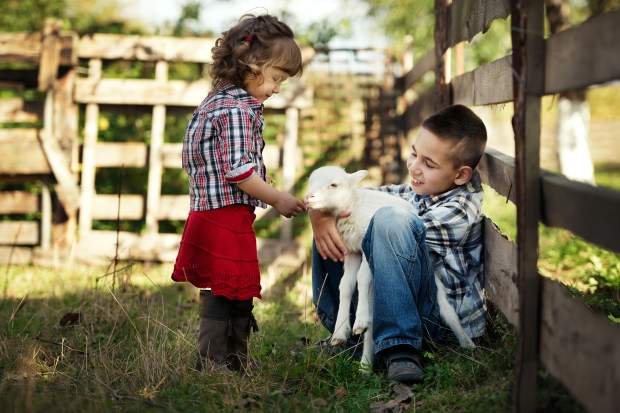 LAMB