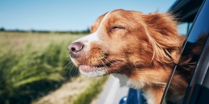 ¿Las mascotas van al Cielo? Un sacerdote te lo explica