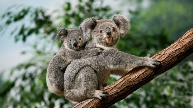 KOALA