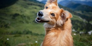 ¿Es pecado dar un nombre humano a los animales?