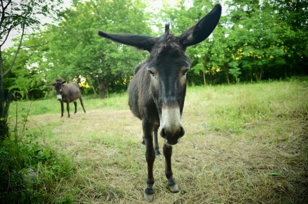 Donkey